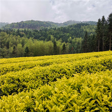 Load image into Gallery viewer, Bai Ji Guan , Loose Leaf Fujian Wuyi Rock Da Hong Pao Olong Tea - 福建武夷山 岩茶 白鸡冠
